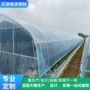福建简易育苗冬季西红柿