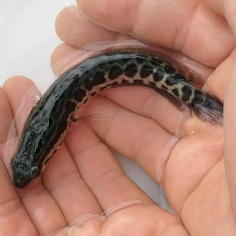 Snakehead fry are freshwater cultured and edible. Snakehead fish are good for making money. Hybrid cold water fresh ornamental fish mullet fry.