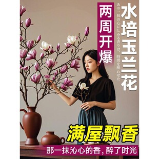 ˮ�����m���r��֦�������D÷��֦�t÷�r�����҃Ⱥ��B�ļ��_��ֲ��