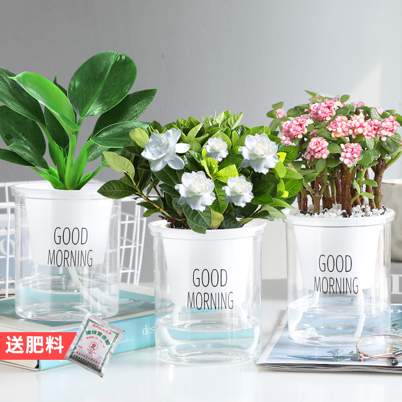 [기간한정 특가 화분 3종] 그린프린세스 + 치자나무 + 황금가지와 옥잎 + 무료비료