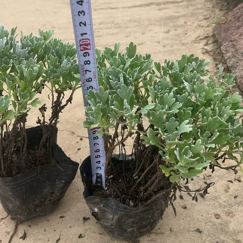 Гибискус, хризантема, листва, растение в горшке, офисная терраса, гостиная, стол, горшок, сад, двор, декоративное растение