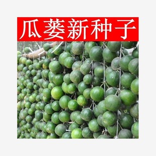 High-Yielding Trichosanthes Seeds, Wild Trichosanthes, Pumpkins, Hanging Melons, Trichosanthes, Spring & Fall Seasons, Courtyard Balcony Potted Sowing