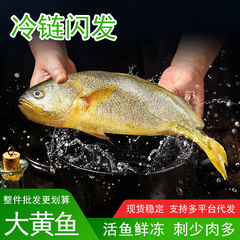 新鲜黄花鱼大黄鱼深海冷冻大黄鱼海鲜水产冷冻海鲜商用礼品批发