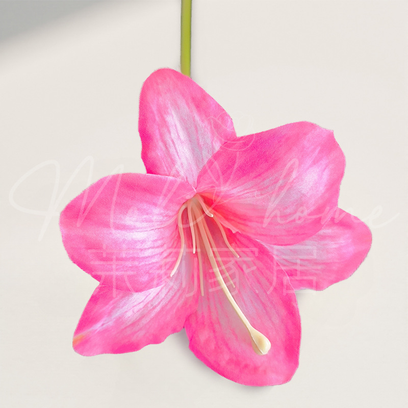 매화 붉은 단일 지점 Hemerocallis