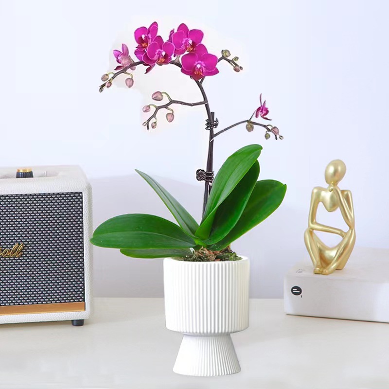 orquídea mariposa con brotes de flores planta en maceta sala de estar orquídea planta de interior flores en todas las estaciones buena para alimentar dendrobium orquídea planta verde image 32
