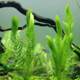 Aquatic Plants for Aquarium Landscaping, Real Water Plants for Lazy People, No Need for Water Plant Mud, Easy to Maintain, Suitable for Tropical Fish, Wholesale and Dropshipping
