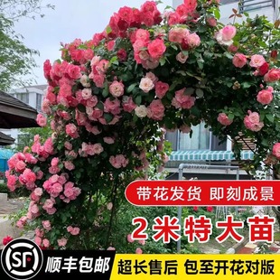 �ļ��_���Nޱ�����ٱ��¼�����ͥԺֲ�ﻨ��õ����������