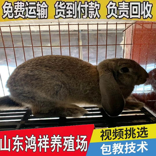 ��ϵ���N�����ìF؛���l���͹�����������Bֳ���������û\�Bɢ�B