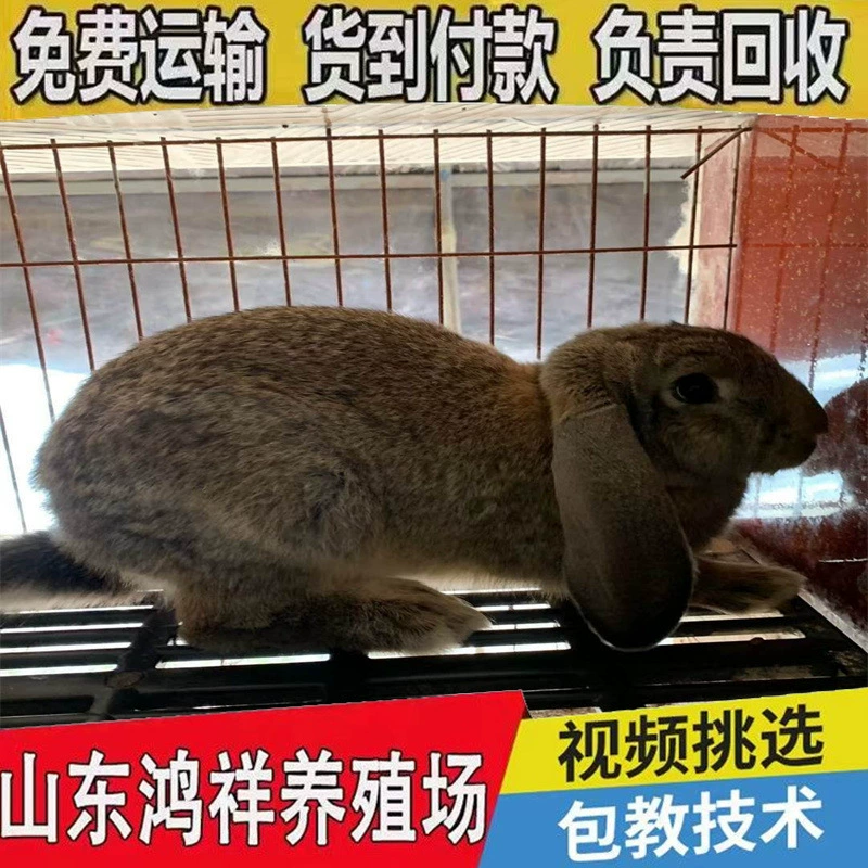 Французские чистокровные кролики-самцы оптом, гигантские кролики-самцы в комплекте с обучающими материалами для разведения, клетки для кроликов-самцов с длинными ушами и свободный выгул.
