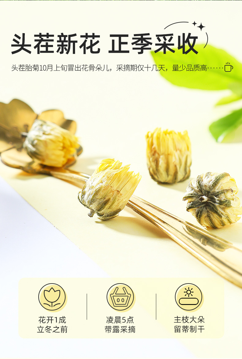 Tongxiang First Harvest Fetal Chrysanthemum Flower Tea 80g Round Tin Tai Ju for Daily Herbal Infusion quality and texture