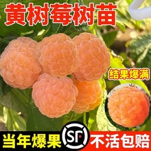 �S��ݮ�����ݮ�{������Y���҃����̨ͥԺ���Ե���ˮ���޽ӹ���