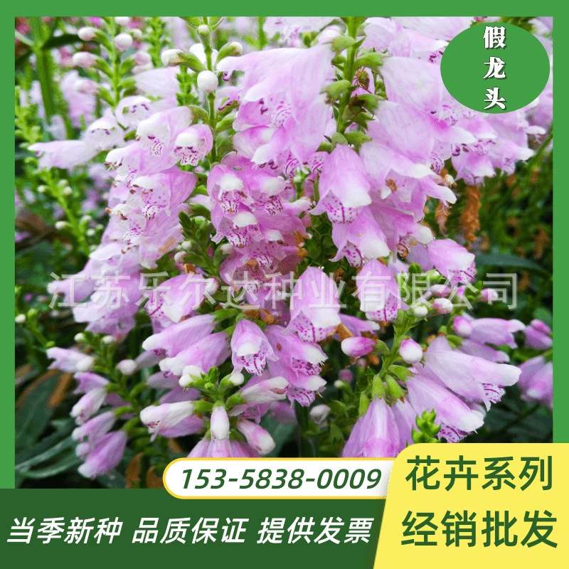 Карлик Поддельные Голова Дракона Семена Многолетние Семена Цветов Легко жить четыре сезона Открытый Горшок Пейзаж Цветок Море Многолетние Семена Цветов