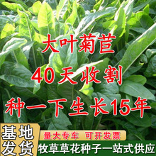 ���ĲݷN�Ѵ��~���ӲݷN��ţ�~�u���Z�ļ����ݷN�Ӹ߮a�Nֲ������