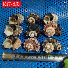 海螺贝壳 按斤批发一斤20个左右 寄居蟹替换壳海马螺