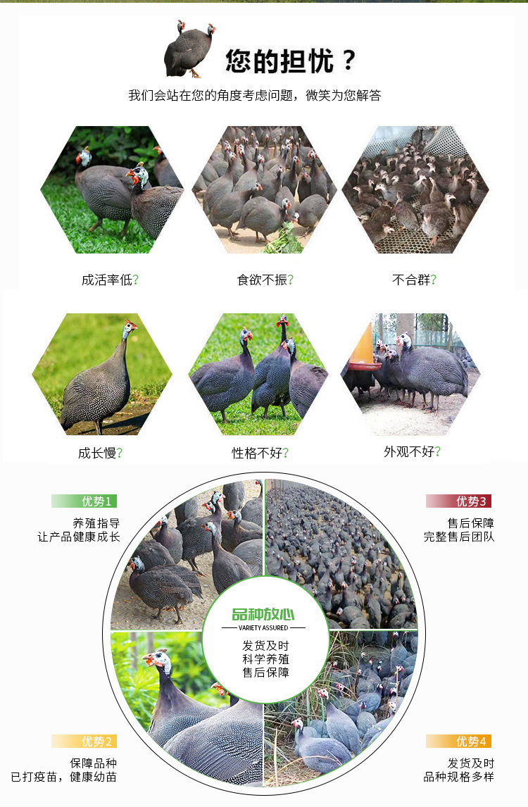 珍珠雞_04.jpg