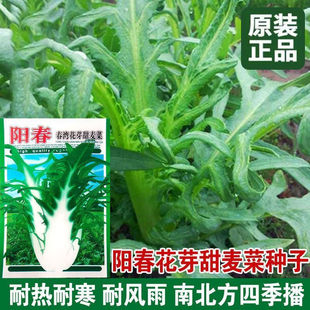 Flower Bud Sweet Wheat Vegetable Seeds, Southern Four-Season Wild Bitter Lettuce Seeds, High-Yielding Balcony Potted Farm Vegetable Seeds