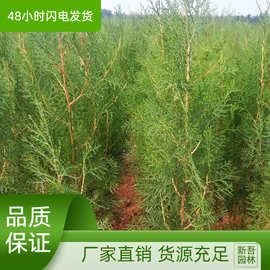 街道工程绿化侧柏树苗 荒山绿化植物侧柏树 各规格植株健壮树苗