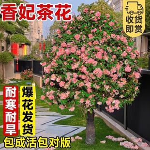 ɽ軨玧ش̖Ͷ軨ͥԺeͺ༾_