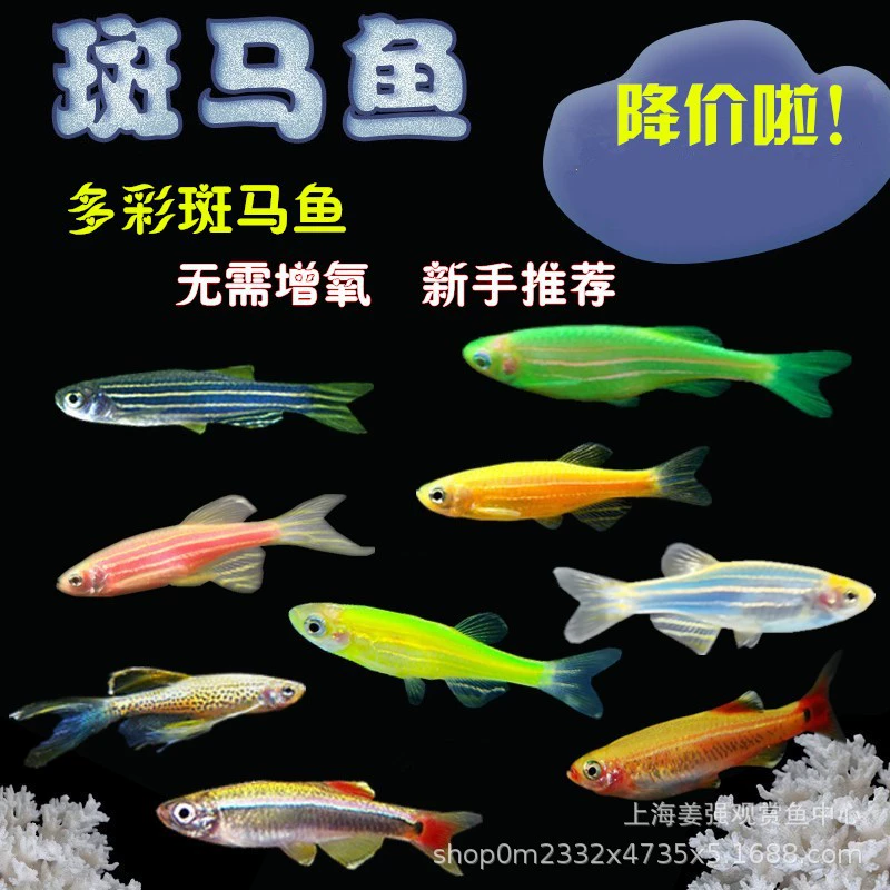 Тропические рыбы Декоративные рыбы Низкотемпературные рыбы Трава Аквариум Зебо Маленькая лампа Рыбный пруд Зебра Лимон Зеленое яблоко Черника