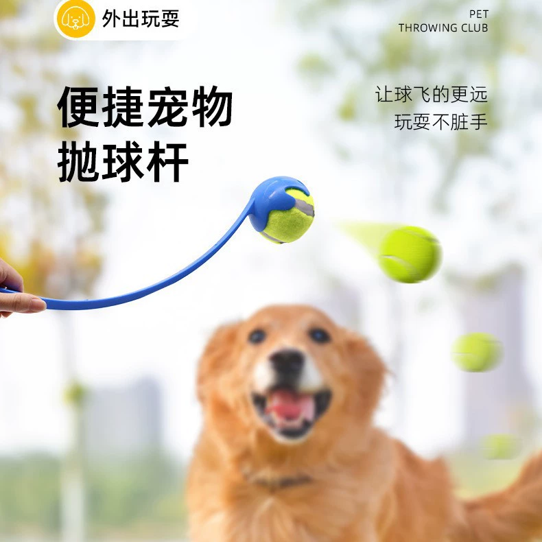 Домашние животные бросают клюшки Наружная тренировка по теннису