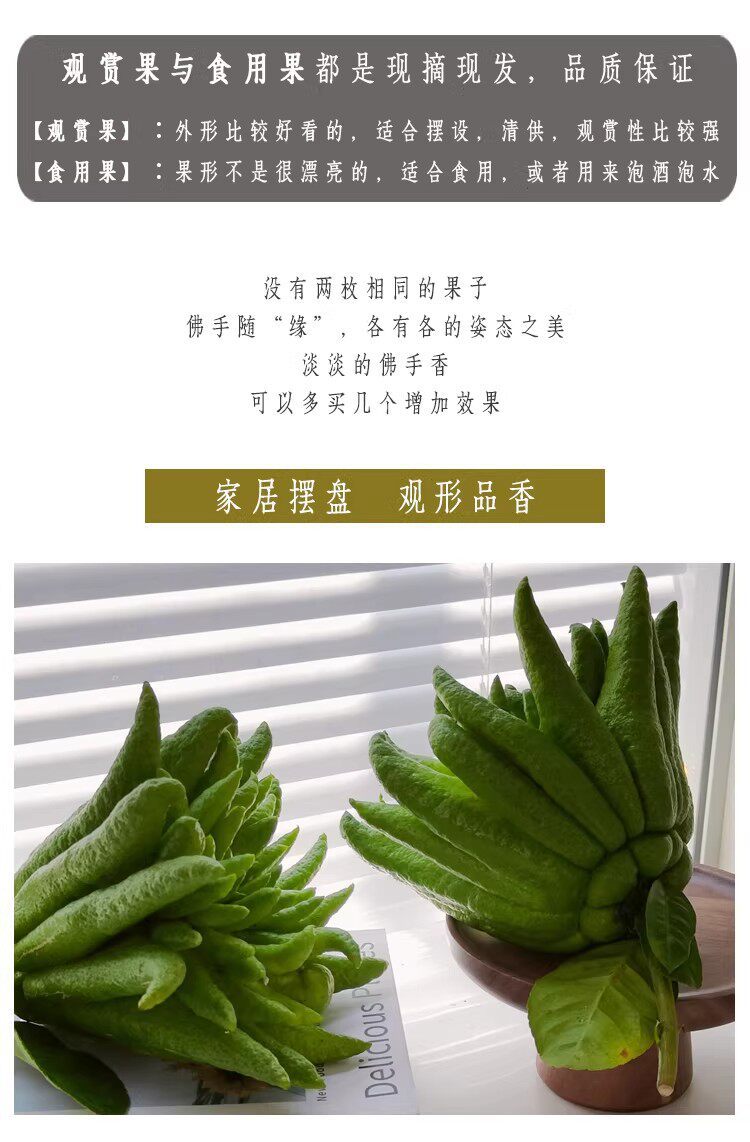 Fresh Fingered Citron Branches Buddha Hand Fruit for Water Cultivation and Display key features