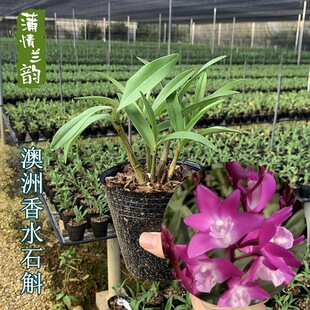 Australian Perfume Dendrobium Purple Butterfly White Jade Broad Leaf Indoor Office Desktop Miniature Potted Flower Plant