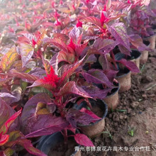 鸡冠花 山东苗圃一支笔盆栽 各种时令草花好养活鸡冠花杯苗