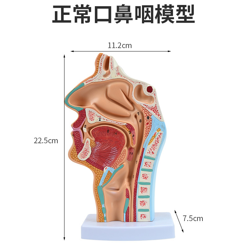 �����ǻ����ģ�� �ڱ���ʸ״ ����ģ�� ��ٿƶ��Ǻ��ƽ�ѧģ��