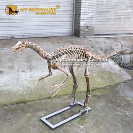 仿真似鸟龙骨架模型定制 博物馆古生物化石展品厂家供货