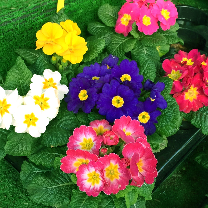 报春花种子年景花樱草七重楼种籽室内阳台盆栽庭院花卉种孑春开花