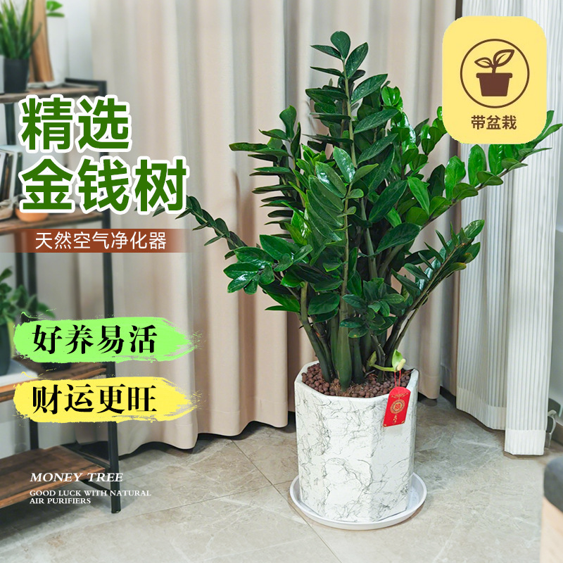 Money Tree Potted Plant for Living Room, Large Green Plant for Prosperity, Easy to Maintain Green Plant for Balcony and Office, Good Luck Plant for Housewarming