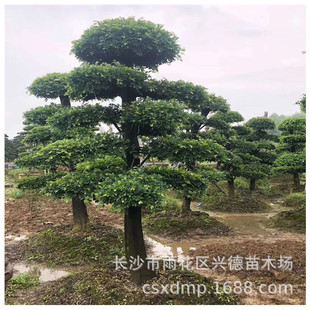 ���l�����ܘ� 15-20-30-50-60�����ܘ�Ř� �����ܘ��辰���΃���