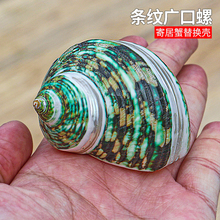 �G�ݗl�y�V�ڎV����Ȼ����ؐ���Ҿ��ղؘ˱��[���~�׼ľ�з��Q��