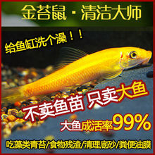 鱼清道夫鱼缸除藻清苔鼠工具鱼鱼活体鼠鱼金苔鼠鱼清洁热带观赏鱼