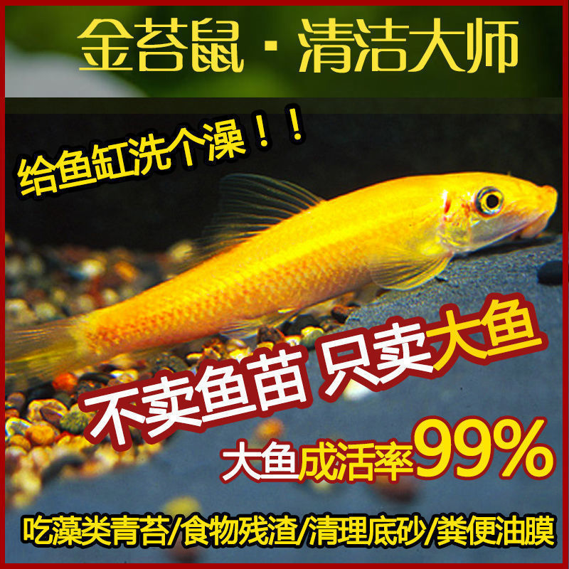 鱼清道夫鱼缸除藻清苔鼠工具鱼鱼活体鼠鱼金苔鼠鱼清洁热带观赏鱼