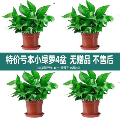wholesale Scindapsus Potted plant indoor flowers and plants Botany Green plant Hydroponics Garland Big leaf Green basket On behalf of