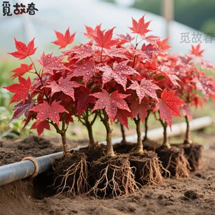 һ�����l�t����Gֲ�辰�҃�������ͥԺ�^�~ֲ�ﻨ������t������
