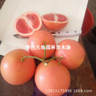 �t��ʯ�����֘���޽Ӽt�����Ә������������ͥԺ���Ԯ���Y����