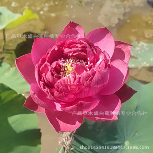 Wholesale Decorative Lotus Ornamental Lotus Double Red Lotus Seed Lotus Root Flowering and Greening Multi-Flower Varieties in the Same Year