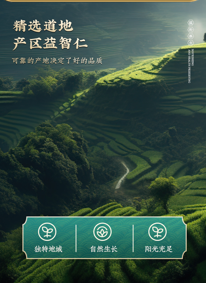 Yi Zhi Ren Dried Alpinia Oxyphylla Fruit 100g Bag Traditional Chinese Herb for Decoction and Tea key features