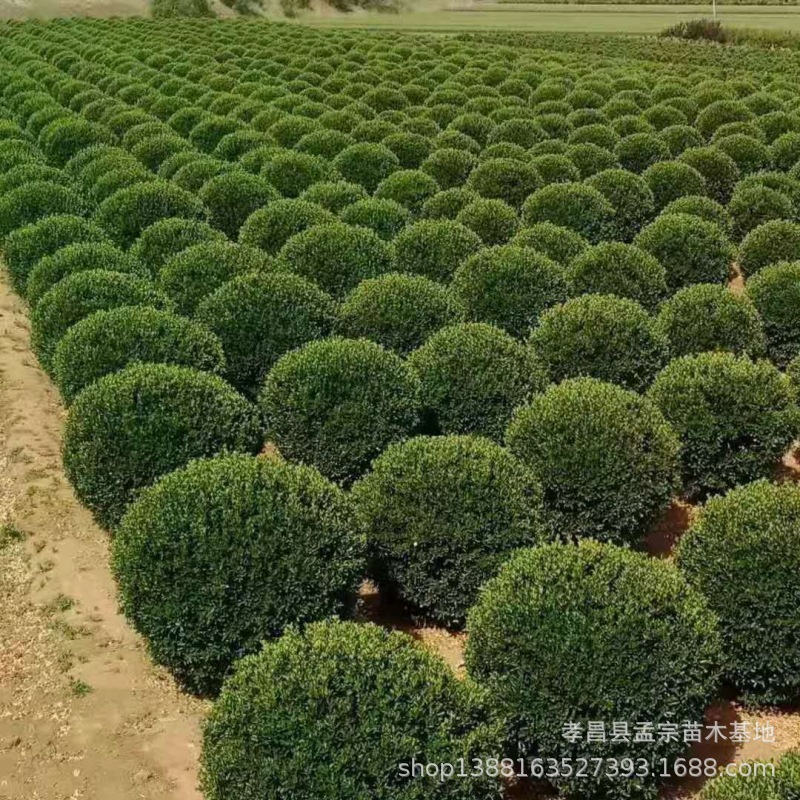 a1248023b72f03f9b76e8681318d21