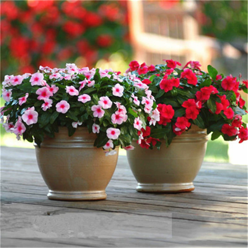 Смешанные семена полевых цветов для двора, семена цветов космоса, семена герберы, красочные семена цветов, которые легко выращивать в четыре сезона.