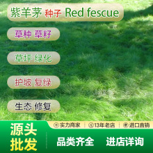 源头直销批发蓝标紫羊茅草种子护坡草籽生态工程种子绿化草坪种子
