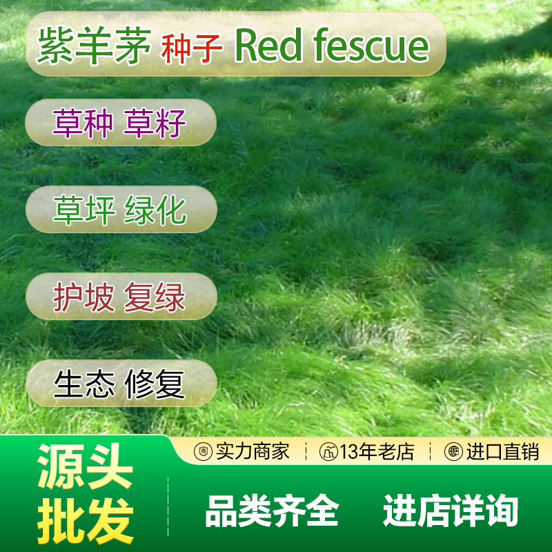 源头直销批发蓝标紫羊茅草种子护坡草籽生态工程种子绿化草坪种子