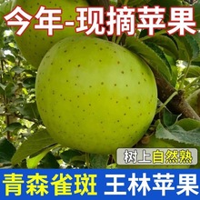 �����������O���������rˮ������10����ɭ�G�O����������ȸ������