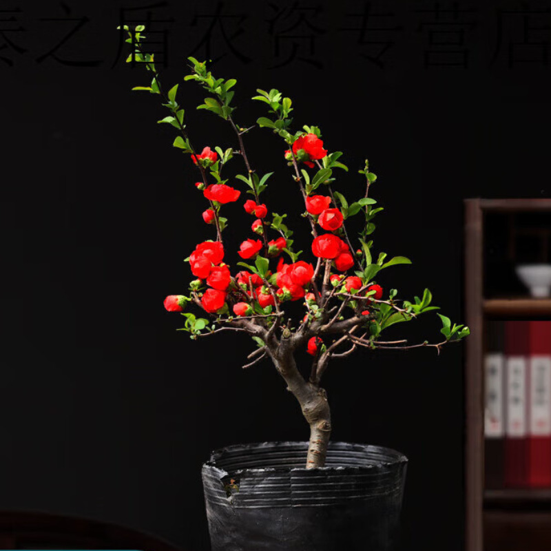 海棠盆栽观花长寿冠 绿宝石 红玉 初心 大彩玉 复色 双色海棠品种