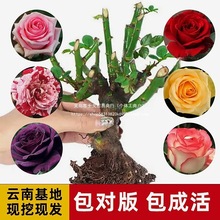 �_������õ�廨��������¼����̨ͥԺ�ͺ��Ϙ����绨�����Ԏ���