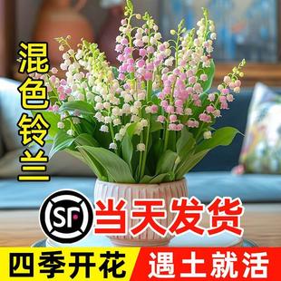 Mixed-Color Lily of the Valley Seedlings with Buds and Roots Potted Green Plant Bulbs for Indoor and Outdoor Florals and Green Plants Blooming in All Seasons