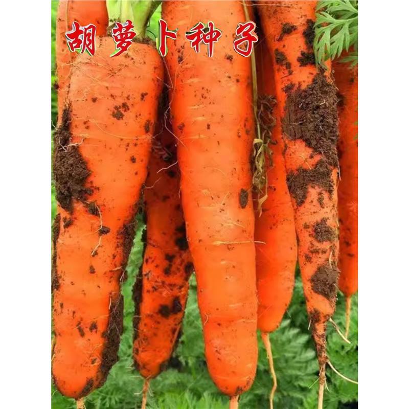 红胡萝卜种子高产农家甜樱桃水果萝卜种籽夏秋季庭院种植蔬菜种孑