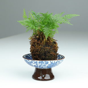 Chinese Style Moss Ball Tray Hydroponic Plant Blue and White Ceramic Flower Pot Special Bonsai Coffee Table Desktop Storage Container